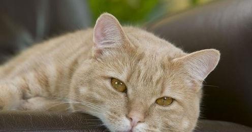 揭秘猫咪毛发的7大神秘（从普通的保暖工具到健康标志，你知道猫咪毛发的这些神秘吗？）