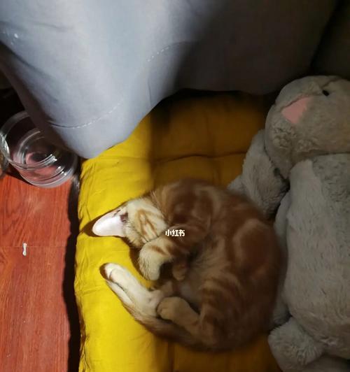 小猫咪可以吃火腿肠吗？（关于宠物饮食的注意事项及食品安全）