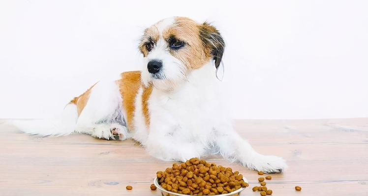 狗狗肠胃不适的原因和应对方法（以宠物为主，了解狗狗肠胃不适的种种原因和应对方法）