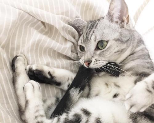 当你的猫咪摔到头后怎么办？（抽搐、恶心、疼痛……如何应对猫咪头部受伤的情况）