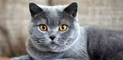 揭秘猫的寿命（探究猫的寿命计算方法、猫寿命的影响因素、如何延长猫的寿命）