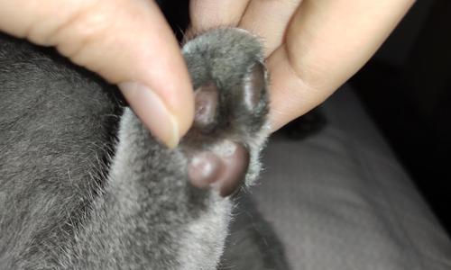 探秘猫藓——以猫咪脚掌红肿为例剖析病因及治疗方法（猫咪脚掌红肿，有猫藓？宠物主人必看的健康指南）