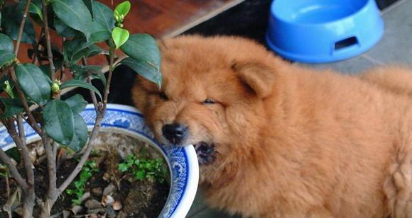 如何清洁松狮犬的耳部和眼部？（从宠物的健康出发，轻松学会清洁技巧）