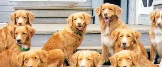 如何饲养新斯科舍猎鸭犬（全面了解该品种，让你的犬只健康成长）