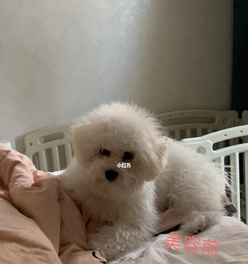 美容与卫生，让你的比熊犬更健康幸福