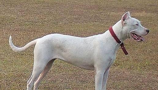 颜色世界里的杜高犬（探索杜高犬多彩的毛色世界）