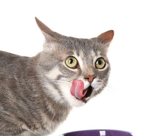 猫咪口臭问题，你需要知道的一切（如何防止和治疗小猫口臭问题，宠物的口腔卫生要做好）