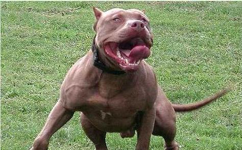 比特犬训练的必要性（如何让你的比特犬在几个月内成为顶尖犬只？）