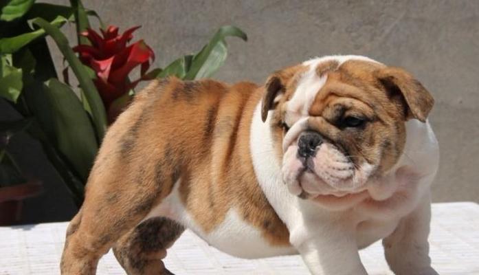 英国斗牛犬，这样的宠物好养吗？（探究英国斗牛犬的特点及养护技巧）