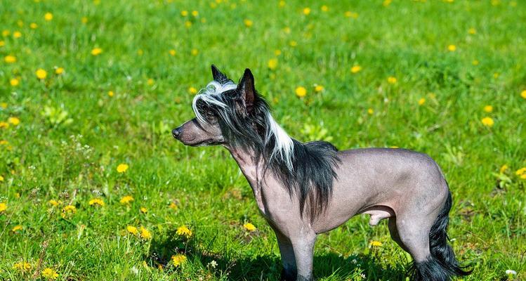 了解冠毛犬，打造健康宠物家族（了解冠毛犬，打造健康宠物家族）