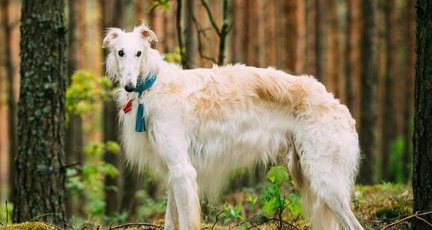 苏俄牧羊犬的饲养方法（宠物犬的健康与训练）