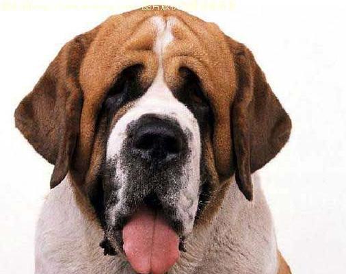 如何正确修剪圣伯纳犬的毛发和指甲？（掌握技巧让你的圣伯纳犬变身美美的爱宠）