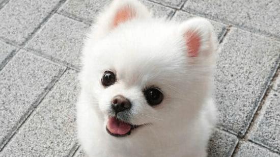 如何让你的博美犬减肥？（15个妙招让你的宠物恢复健康）