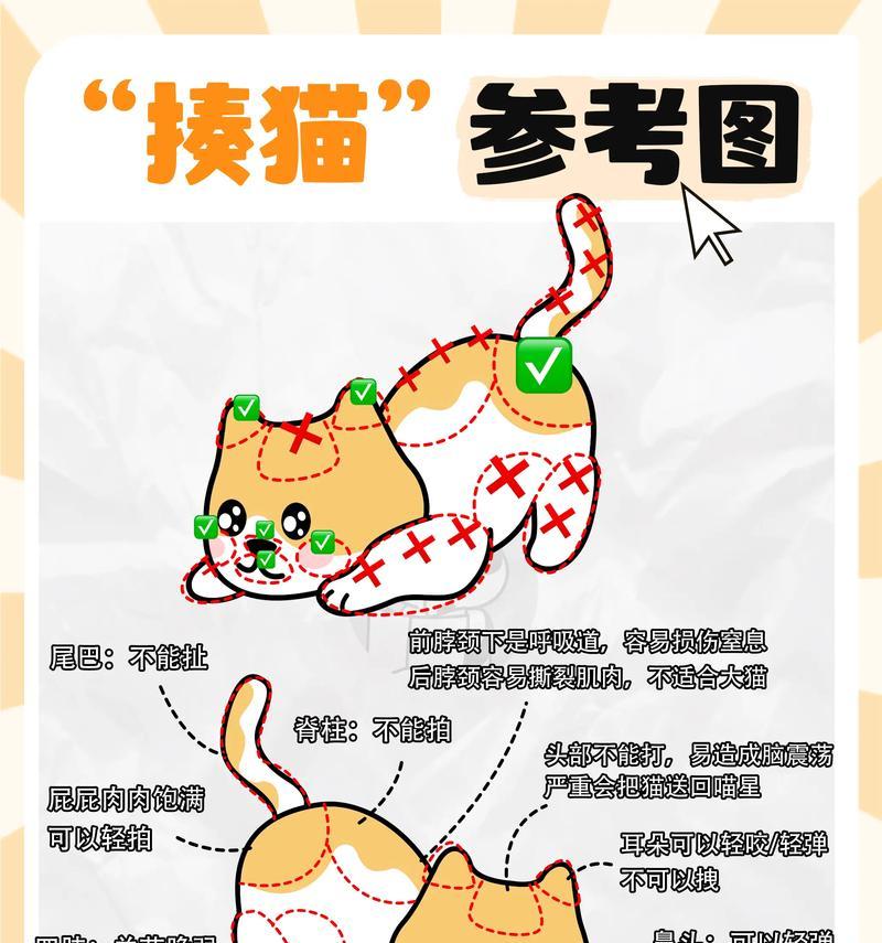 猫咪缝针全指南（费用、注意事项、恢复情况一应俱全，宠物主人必看）