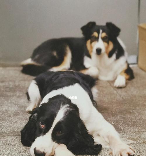 以史宾格犬为何会有臭味？（探究臭味背后的原因与解决方法，）