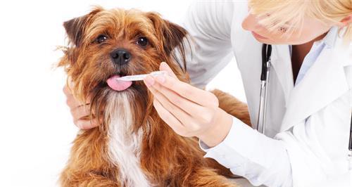 小犬禁食药品！（保护宠物健康的必要知识！）
