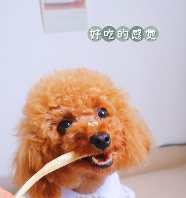 让狗狗磨牙的10种健康食品（宠物狗喜欢的食品，帮助它们保持健康的牙齿）