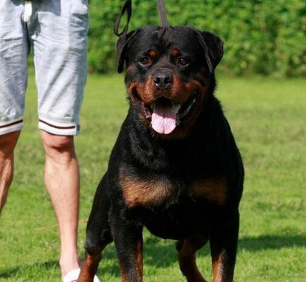 培养你的以罗威那幼犬——有效训练技巧（从宠物到良伴，用关爱和耐心打造一只听话的狗狗）