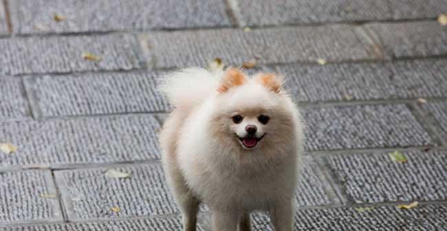 如何正确教育你的宠物博美犬（打造听话、乖巧的狗狗，让生活更美好）
