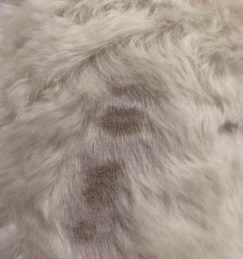 家里的宠物狗狗得了真菌感染，怎么办？（如何识别狗狗真菌感染？常见治疗方法有哪些？）