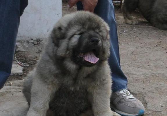 高加索幼犬断奶指南（如何让你的幼犬顺利断奶）