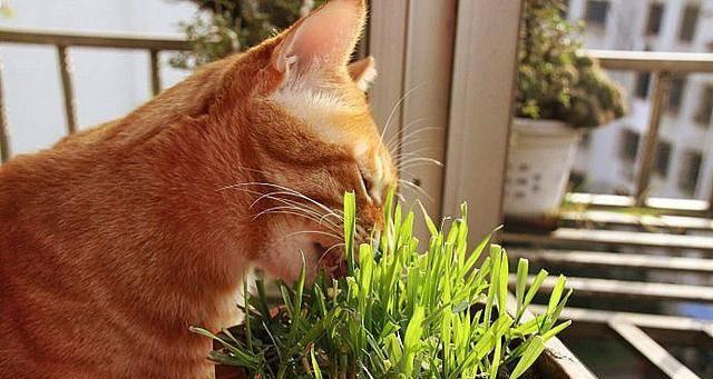 为什么要给猫咪种猫草？（宠物猫的健康需要，种植猫草是个好主意）