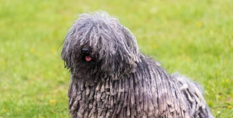 小可蒙犬洗澡指南（如何为小可蒙犬提供最佳的洗澡体验）