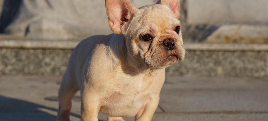 探究斗牛犬的分类（从犬种特征到培育历史，了解斗牛犬的奥秘）