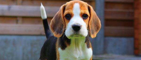 如何养护比格犬（比格犬养护注意事项，让你的宠物健康快乐）