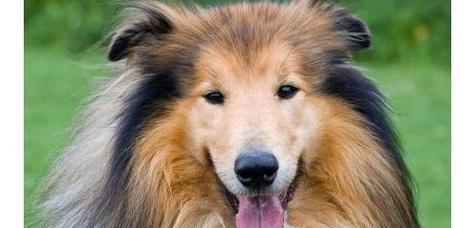 如何预防和治疗苏格兰牧羊犬缺钙？（宠物养护的必备知识——缺钙的危害及防治措施）