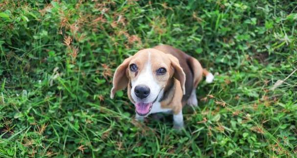 比格犬眼部护理指南（如何保护你的比格犬眼睛免受损伤）
