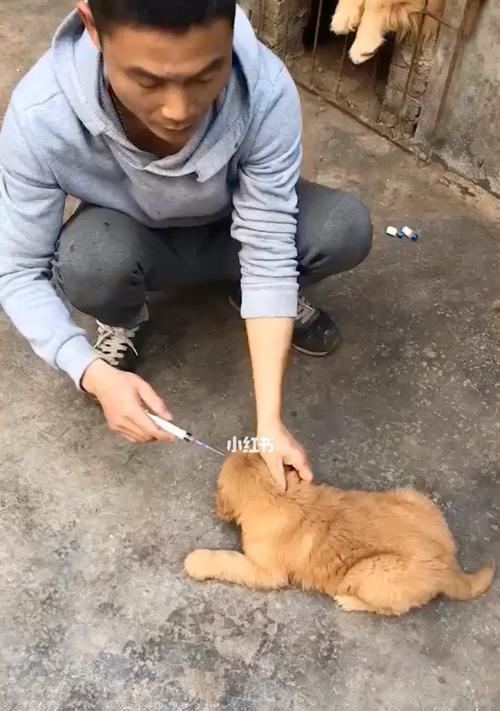 宠物狗打疫苗的五大误区（正确理解狗疫苗，保障宠物健康）