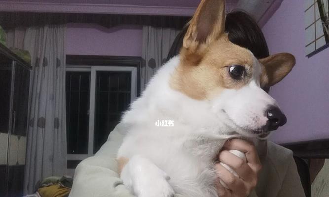 如何安全地为宠物狗注射药物（以学两招自己给狗狗注射为主题）