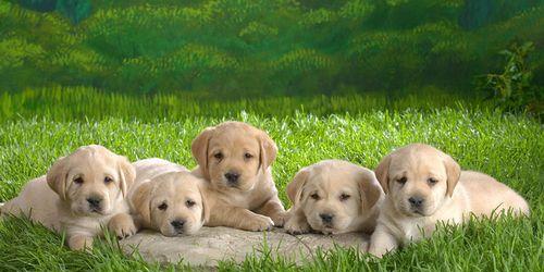 养狗必备-拉布拉多幼犬喂养指南（以拉布拉幼犬喂狗粮为主，全面解析幼犬的饮食要点）