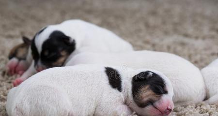 如何养育健康的新生幼犬（从喂养到培养，让你的小狗成长无忧）