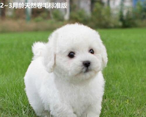 解密以比熊犬卷毛之谜（探究以比熊犬毛发特性及日常护理）