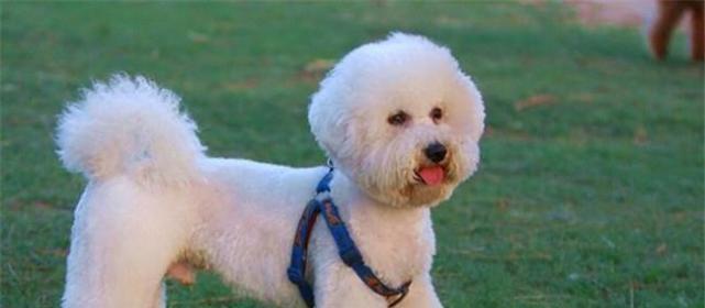 比熊犬缺钙的表现与预防