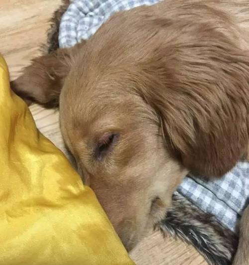 犬瘟晚期，如何帮助狗狗度过最后的时光（宠物主人必知，关爱狗狗的最后时刻）