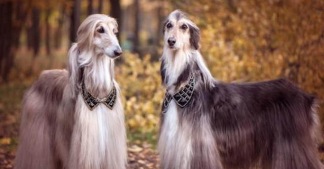 阿富汗犬凶吗？（探究阿富汗犬的性格和行为）