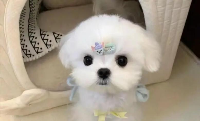 自己的马尔济斯犬化妆