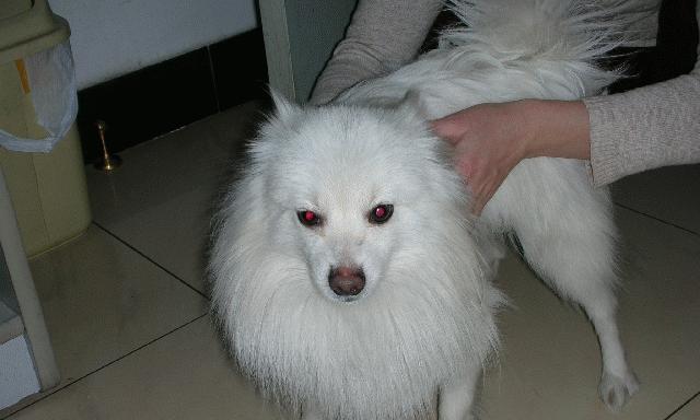银狐犬掉毛的原因大揭秘（探究宠物饮食、生活环境、健康状况对银狐犬掉毛的影响）
