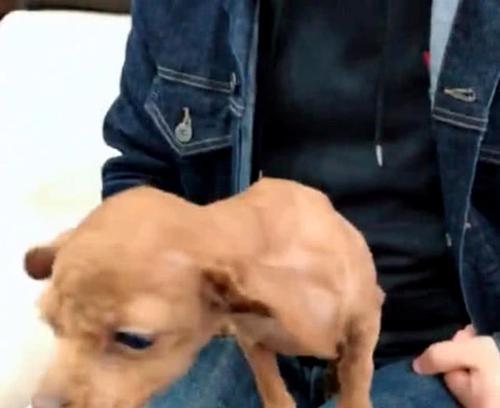 贵宾犬洗澡全攻略（宠物专属的清洁与保养技巧，让你的贵宾更健康、更舒适）