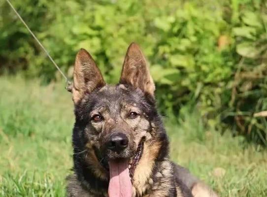 如何训练昆明犬定点大小便？（掌握昆明犬大小便规律、建立科学的训练计划、培养好习惯）