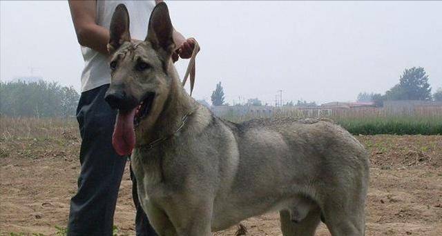 揭秘狼青犬口臭原因——这些宠物习惯让你不察！（以宠物为主，了解口臭背后的真相）