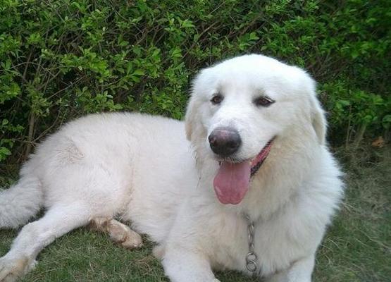 如何有效地处理大白熊犬的粉刺？（宠物狗的健康问题及解决方案）