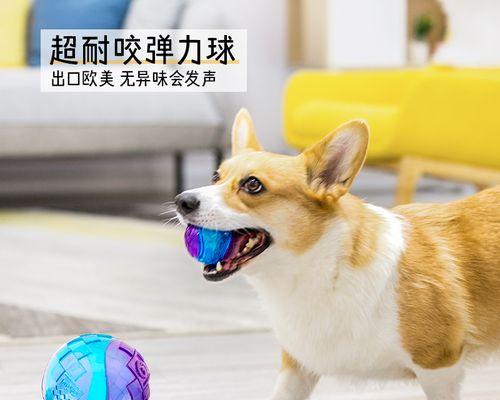 狗狗训练的最佳时间（从什么时候开始训练狗狗才最有效？）