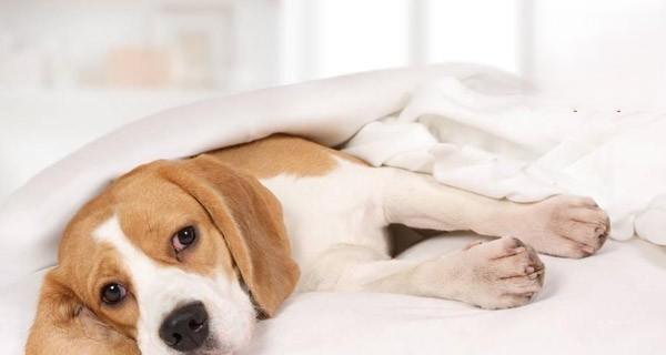 狗狗容易咳嗽的原因（了解宠物咳嗽的原因，保护爱犬健康）