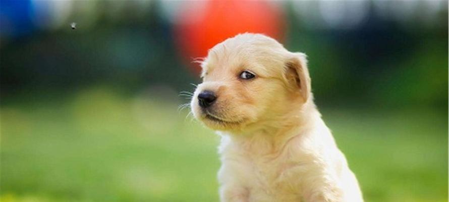 如何应对金毛上火问题（宠物犬出现上火症状怎么办？金毛犬上火的原因及预防措施）