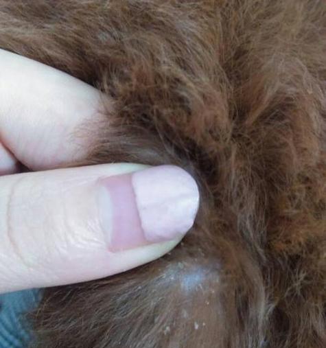 如何给宠物狗狗护理耳朵？（15个步骤帮助你做好狗狗耳部健康管理）