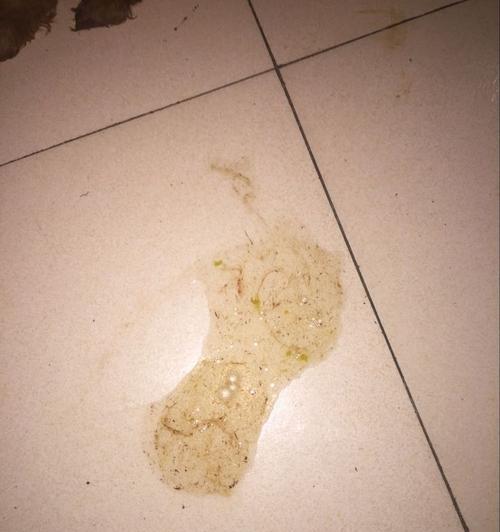 泰迪狗呕吐却吐不出来，该如何解决？（探究泰迪狗吐不出来的原因及治疗方法）